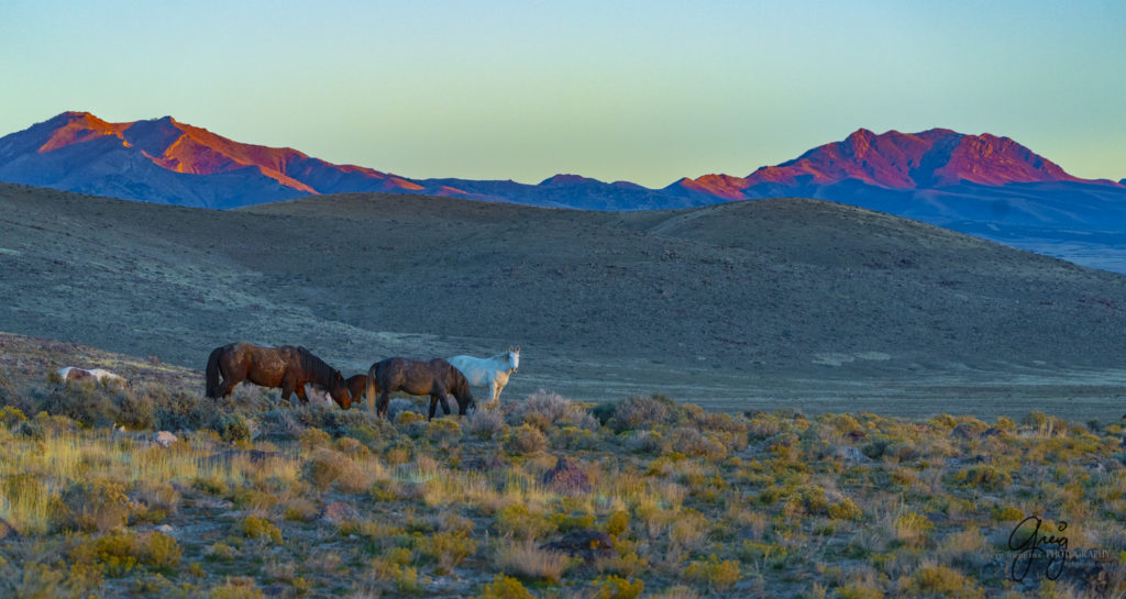 best wild horse photographs, wild horses, wild horse photographers, Onaqui wild horses