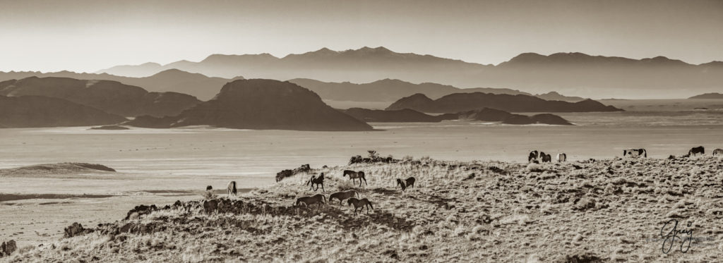 best wild horse photographs, wild horses, wild horse photographers, Onaqui wild horses