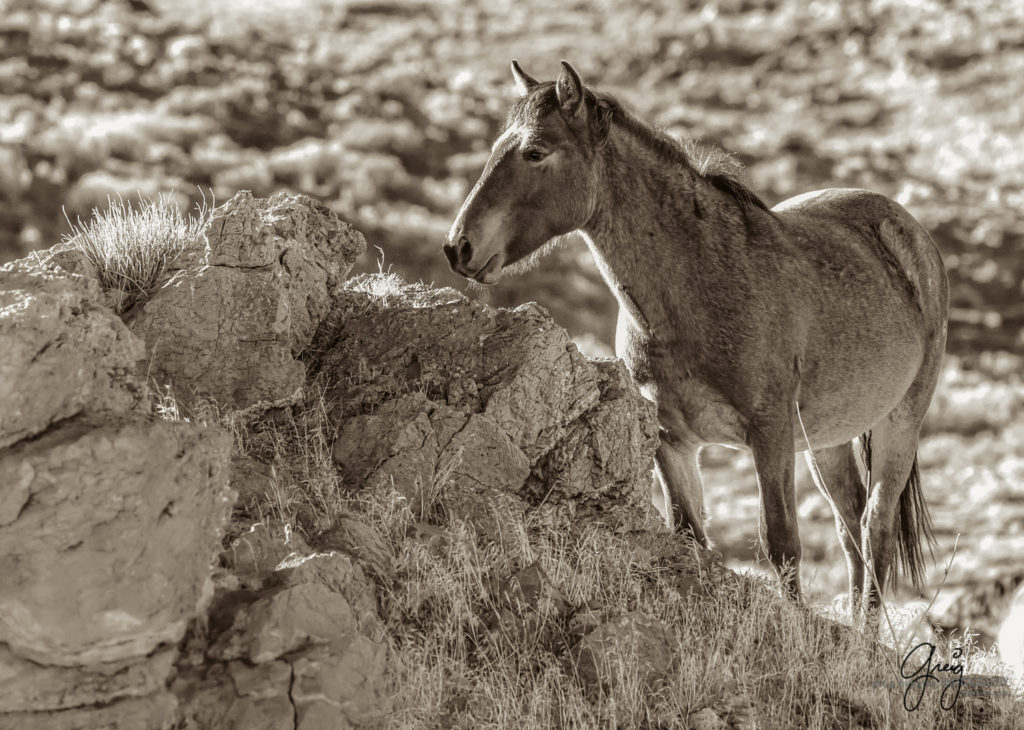 best wild horse photographs, wild horses, wild horse photographers, Onaqui wild horses