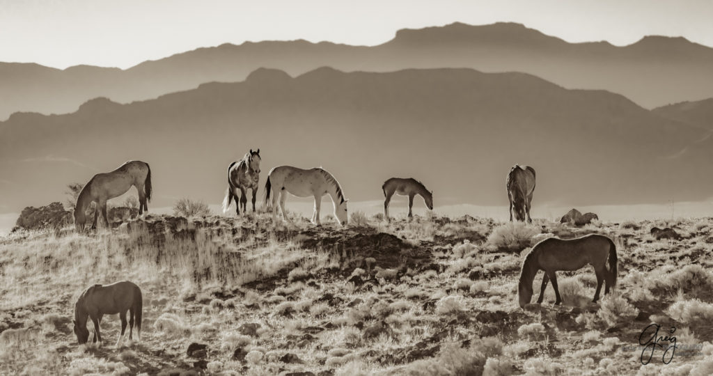 best wild horse photographs, wild horses, wild horse photographers, Onaqui wild horses