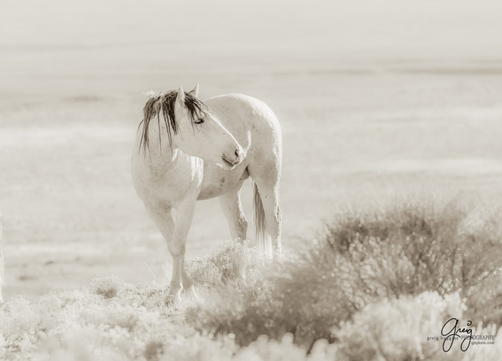 best wild horse photographs, wild horses, wild horse photographers, Onaqui wild horses