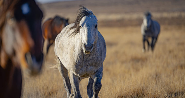 Onaqui stallion, Onaqui mustang running