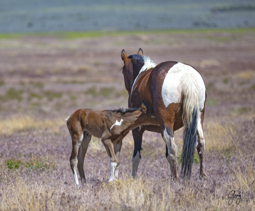 newborn wild horse, Onaqui wild horses, newest Onaqui foal, wild horse photography