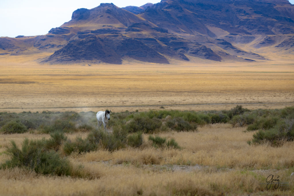 Wild Horses, wild horse photography, onaqui wild horses