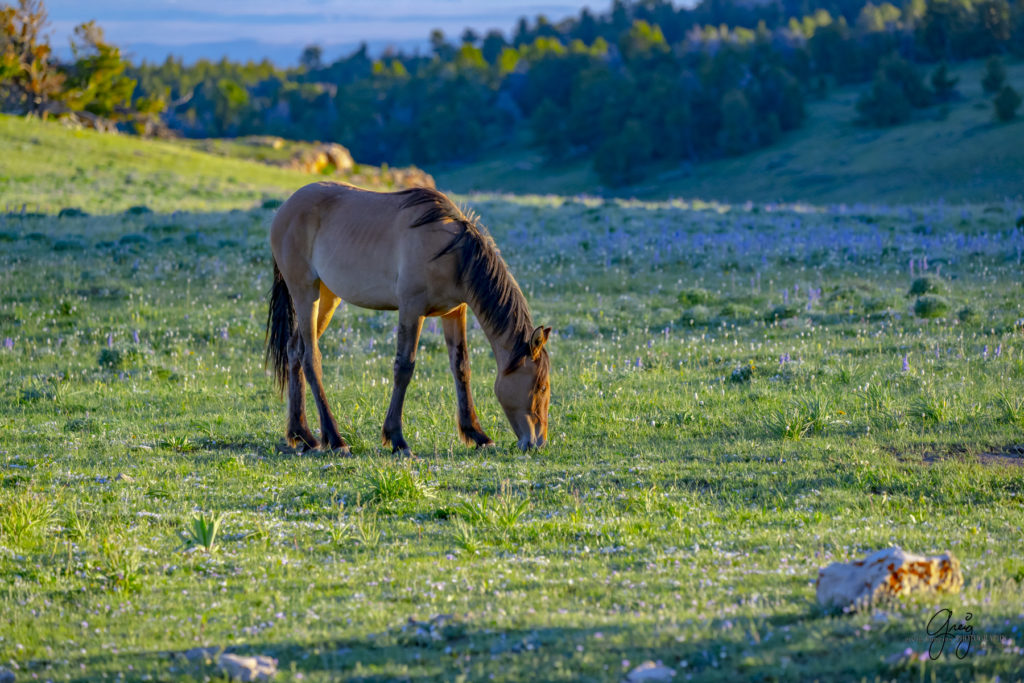 pryor wild mustangs, pryor mountain wild horses, cloud wild horse, wild horses in wyoming, wild horses montana