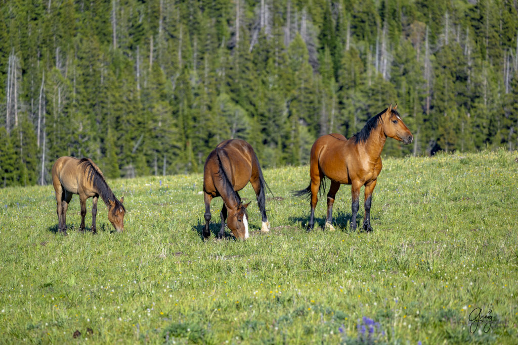 Pryor Mountain mustangs, pryor mountain wild horses, pryor mustangs, photography of pryor mountain wild horses, beautiful pryor mountain horses, buautiful pryor mustangs