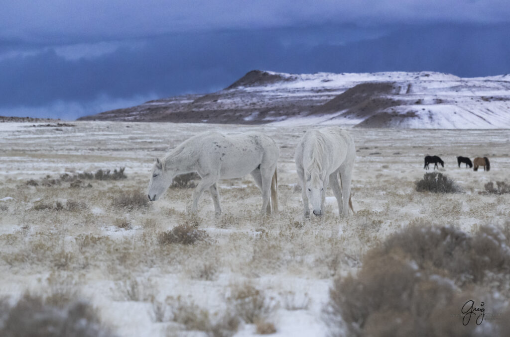 wild horse photography, wild horses in winter