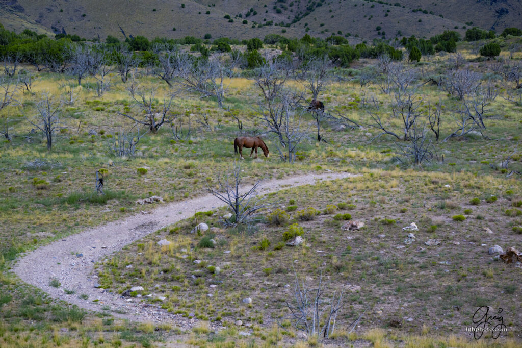 Onaqui wild horses, wild mustangs, mustangs, rain in Utah desert