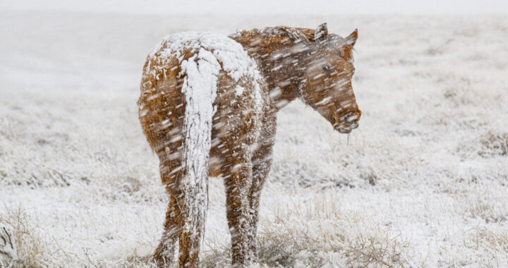 Onaqui Wild Horse in Blizzard