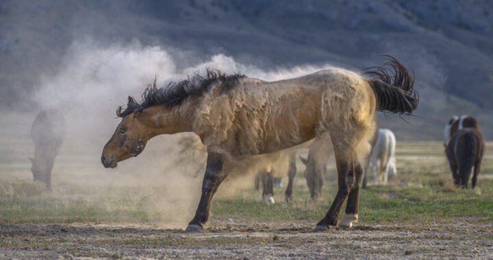 Wild Mustang taking a dirt bath